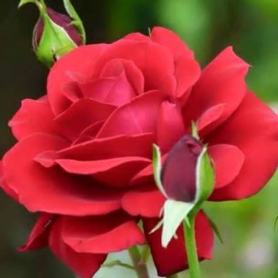 omabood2211's profile picture. وافوض امري الى الله ان الله بصير بالعباد