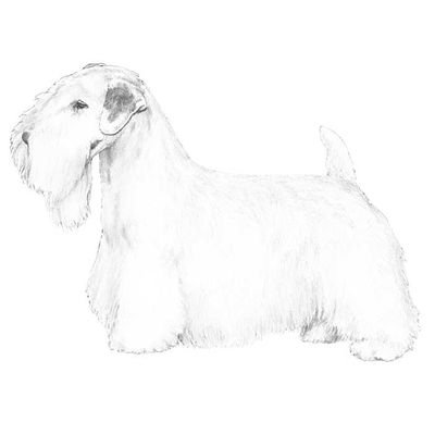#Sealyham #Terrier #Kennel
The Sealyham Terrier is a rare Welsh breed of small to medium-sized terrier that originated in Wales as a working dog.