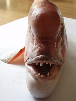 rapier28's profile picture. 