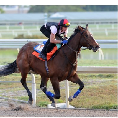 Racing Manager and Trainer at Sika Stables LLC Egypt & U.S.A