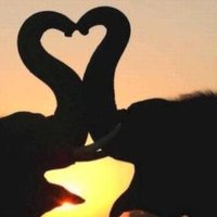 #WorldElephantDay (@12august_usa) 's Twitter Profile