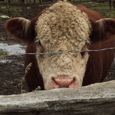 Commercial Hereford and Simmental cow-calf operation north of Kingston, Ontario - Love those Red Baldies