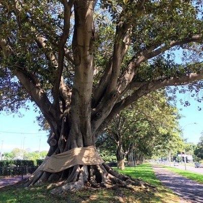 From the people that cut down the trees for light rail