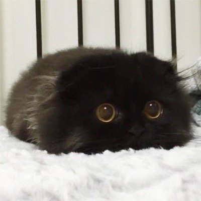 mamamo109's profile picture. ライブ大好き、フォローしないでね。