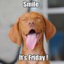 Dog Luvers (@_dogluvers) Twitter profile photo Dog Luvers (@_dogluvers) Twitter profile photo
