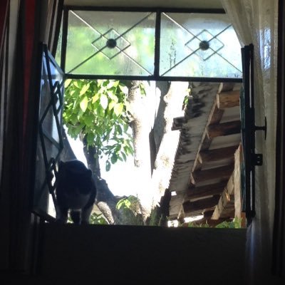 Tomitai's profile picture. 