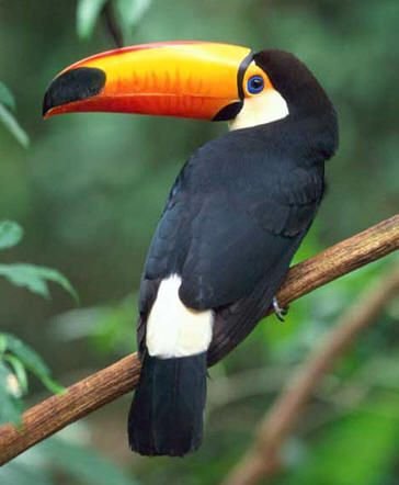 Preetesh_M's profile picture. mostly an animal crossing account now XD