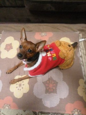 ミニチュアピンシャー と、ねこ飼っています。動物好きな方フォローお願いします。20歳の息子と、障害をもった娘を育てています。障害の度数は○Bです。知能は今19歳ですが、6歳です。私自身も統合失調症と言う精神障害を持っています。よろしくお願いします(^o^)