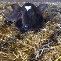 Gilcombe Farm (@gilcombefarm) 's Twitter Profile