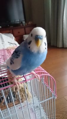 迷子を保護したことがきっかけでセキセイインコのお母さんになる。長男次男インコは虹の橋へ。2023年8月8日保護インコちゃんも虹の橋へ。現在は黄ハル娘と白ハル、ルチノー息子の3羽をお世話中。
ほぼ迷子のRTアカウントです。
無言フォローお許し下さい。
動物、テニス、埼玉西武ライオンズ