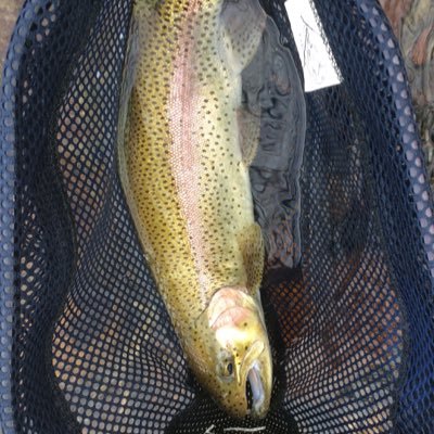 Work to fish for trout and bones in the salt. Always searching for the next great spot.
