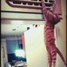 zogrunge's profile picture. developer