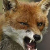 ragefox(@old_ragefox) 's Twitter Profile Photo