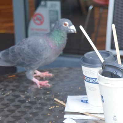 Amateur photographer often seen with a Nikon D3200, nicknamed Klara. (Not actually a pigeon, contrary to popular belief!) Now on Instagram: @cameracavalier