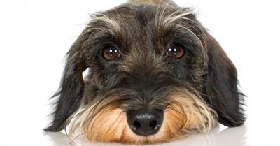 #WirehairedDachshund #Kennel
#Wirehaired #Dachshund is energetic, clever and sometimes fiery
Its big personality combined with its intelligence and vigorousness