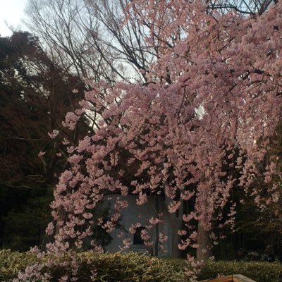 もうすぐ桜の季節です