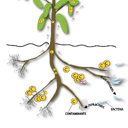 mendez_lab's profile picture. #greenhouselady, environmental microbiologist, soil scientist, passionate about understanding plant-micro-pollutant interactions, Assoc. Prof.