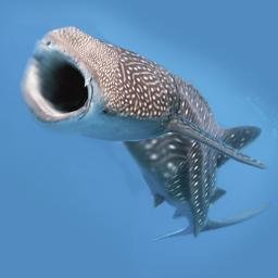 roaringfishさんのプロフィール画像