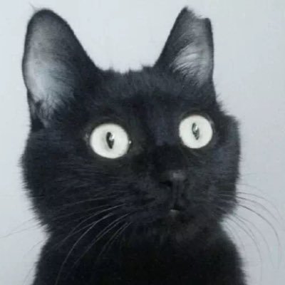 eriFelaP's profile picture. 面具、镜子与捷径。