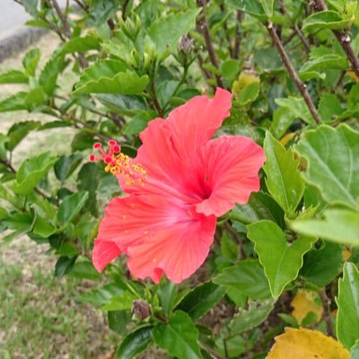 uechan_bass's profile picture. セットー団（瀬戸環奈ちゃん）PUBGMOBILEやってます #麻雀/#渋谷ABEMAS/#野球/#プロレス/#新日本プロレス/#乃木坂46/#櫻坂46/#パチスロ/#パチンコ