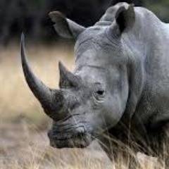 RihnoPlays's profile picture. 