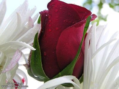 sawaan111's profile picture. 