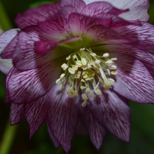 MelMac12345's profile picture. 