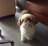 simca1973's profile picture. 