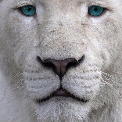 11Orstho's profile picture. Горец, врач, юморист, критик...