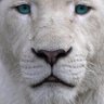 11Orstho's profile picture. Горец, врач, юморист, критик...