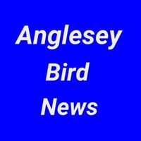 Anglesey Bird News(@AngBirdNews) 's Twitter Profileg