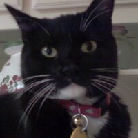Debbie Merritt (@merri1) 's Twitter Profile