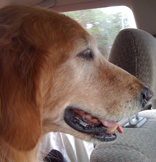 MBB2's profile picture. Dog lover, triathlete,  south Florida transplant but always a Bostonian