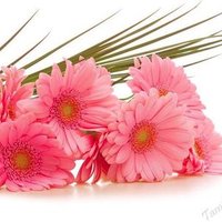 Sheik Haaris Ibn Anwardeen (@ibnanwerdeen) 's Twitter Profile