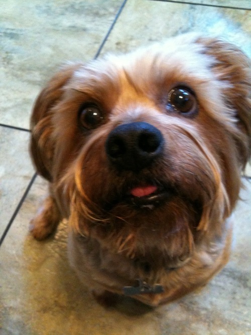 jeff4sonn's profile picture. I am a young Left Leaning Liberal Pup living with old Conservative Tea Partiers. (Sigh).