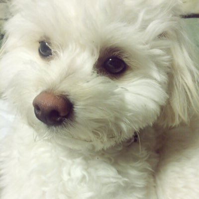 白いポメプー はんぺん Hanpen0426 Twitter