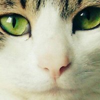 ソッフィー (@sopphhie) Twitter profile photo