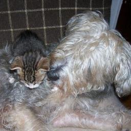 Cartoons_rule_'s profile picture. Cartoons rule!