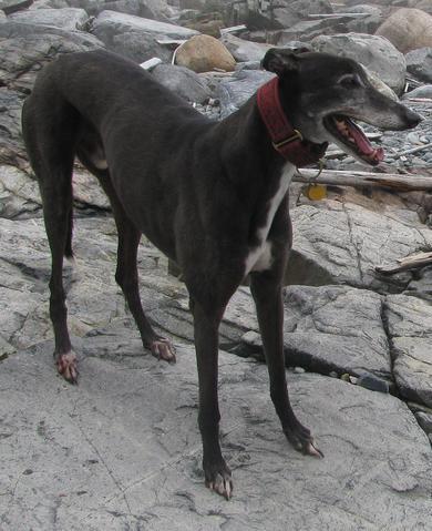 I'm Shadow Inoe, an adopted greyhound racer. Likes: running, sleeping and cheese. Goals: Chase down @common_squirrel and @sockington.