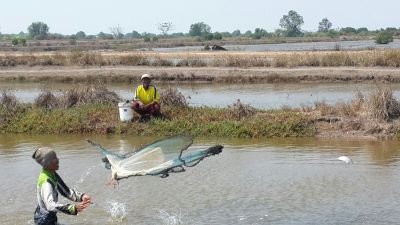 inisibungsu's profile picture. 