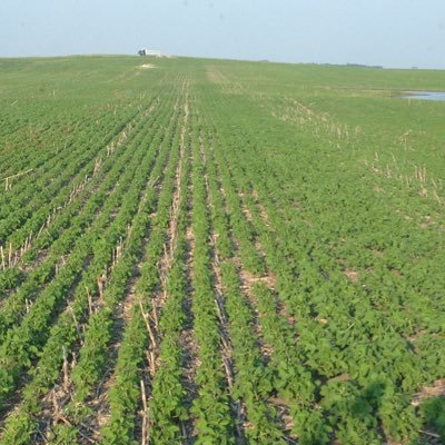 Christian, Father of three, Farmer, Long term no-till (2001), SE North Dakota, SOIL HEALTH ENTHUSIAST! #actuallivingfarmer Pronouns: axial flow/CVT