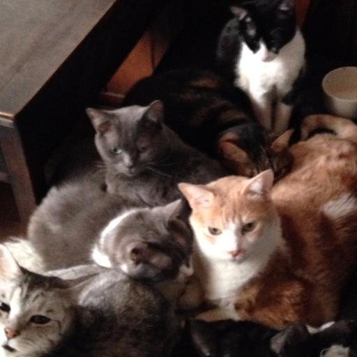 キャッテリア クラウド ナイン Catteriacloud91 Twitter キャッテリア クラウド ナイン Catteriacloud91 Twitter