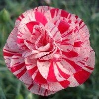 Allwoods (@allwoodsplants) 's Twitter Profile Photo