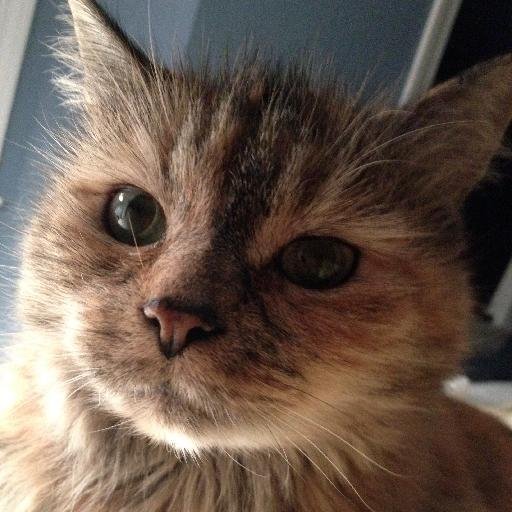 RN in neuro-trauma ICU. My three main food groups are chocolate, diet coke, and coffee. And, to make me more awesome, I have a cat.