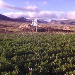 SurcoMachaca8's profile picture. 