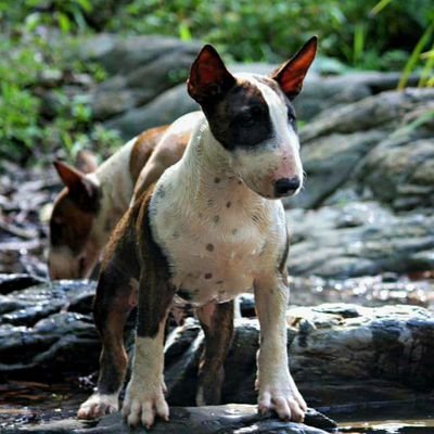 The #Miniature #Bull #Terrier is a breed with origins in the extinct English White Terrier, the Dalmatian and the Bulldog
The first existence is documented 1872