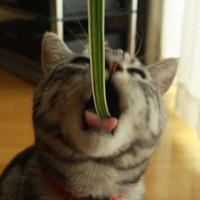 まりっぺ
