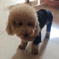 Yoyo Pan (@yoyo_psc) 's Twitter Profile