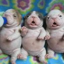 leah ali - @leoniebigmama1 - Twitter