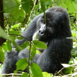 Travel Consultant at Gorilla Tour Booking Safaris Ltd for affordable quality #gorilla and wildlife Safari to #Uganda and #Rwanda